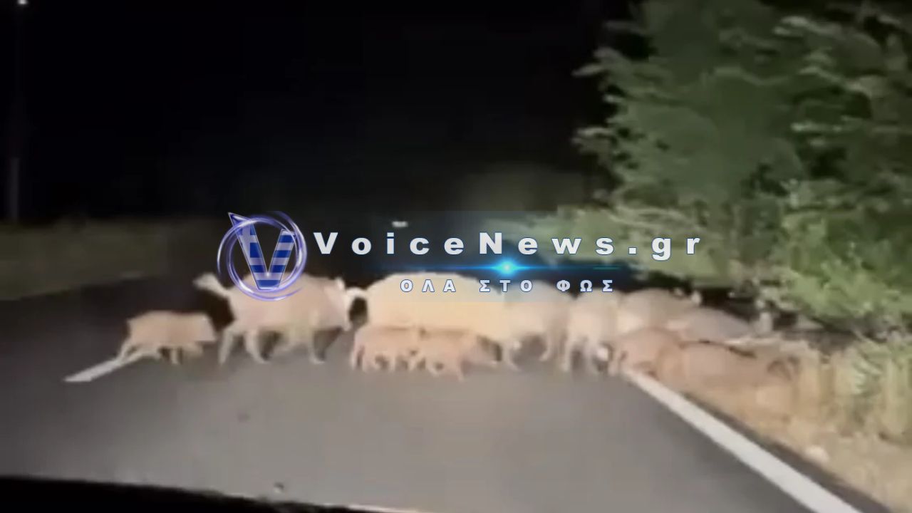 Προσοχή στη Λάρισα: Αγέλες αγριογούρουνων διασχίζουν τον δρόμο Γιάννουλης – Αμπελώνα