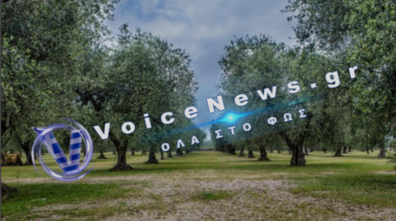 Θλίψη στην Ηλεία: Ηλικιωμένος κατέληξε την ώρα που μάζευε ελιές κάτω από δέντρο