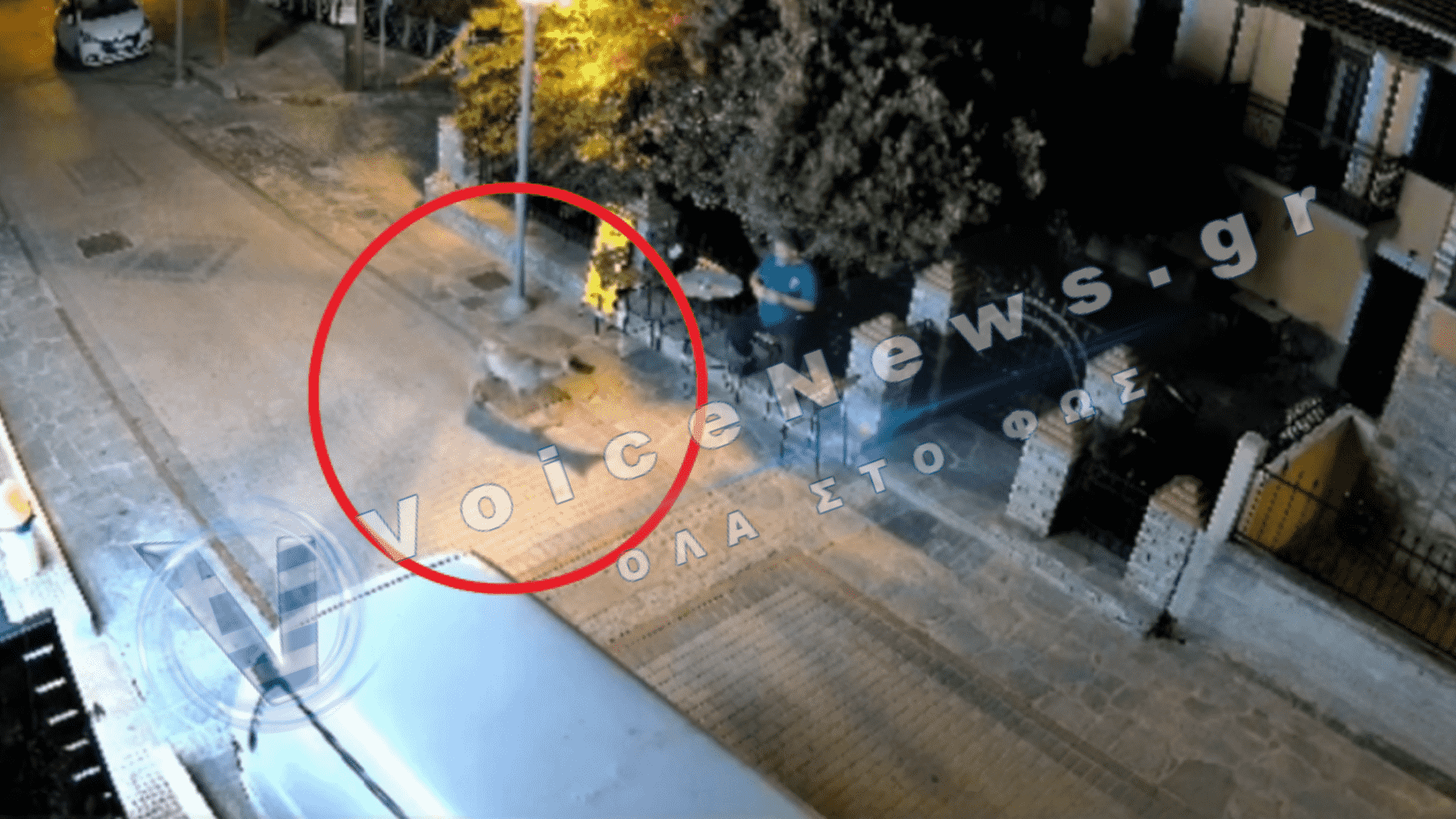 Τρόμος στη Νικήτη Χαλκιδικής: Λύκος κυκλοφορεί μέσα στο χωριό – Εμφανίστηκε έξω από μίνι μάρκετ