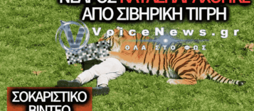 ΑΠΟΚΑΛΥΦΘΗΚΕ Η ΤΑΥΤΟΤΗΤΑ ΤΟΥ ΝΕΑΡΟΥ ΠΟΥ ΚΑΤΑΣΠΑΡΑΧΘΗΚΕ ΑΠΟ ΣΙΒΗΡΙΚΗ ΤΙΓΡΗ – ΒΙΝΤΕΟ ΑΠΟ ΤΙΣ ΤΕΛΕΥΤΑΙΕΣ ΣΤΙΓΜΕΣ ΤΟΥ